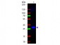 Anti-Mouse IgG F(c)  (Fluorescein Conjugated) Secondary Antibody